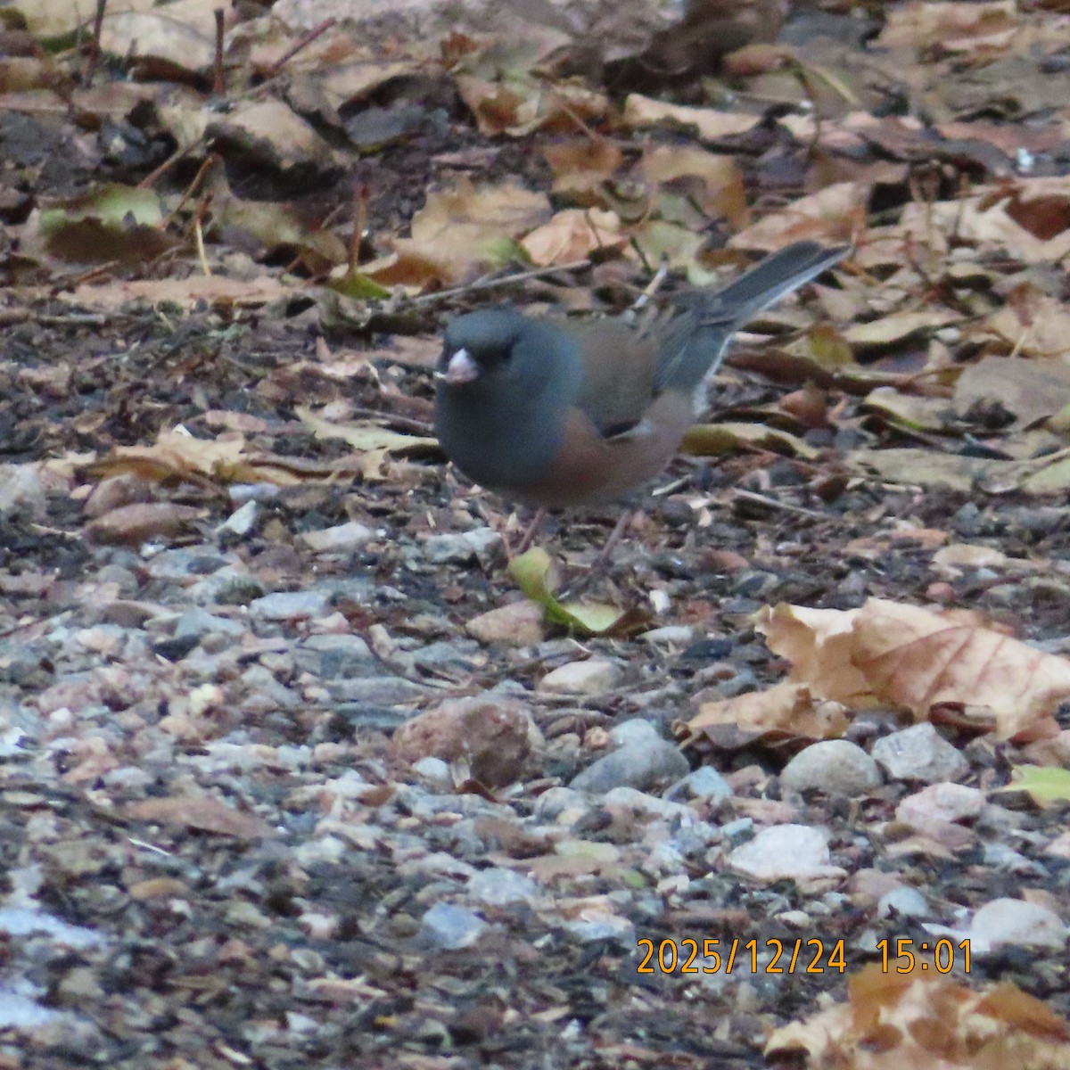 Kara Gözlü Junko (mearnsi) - ML647539533