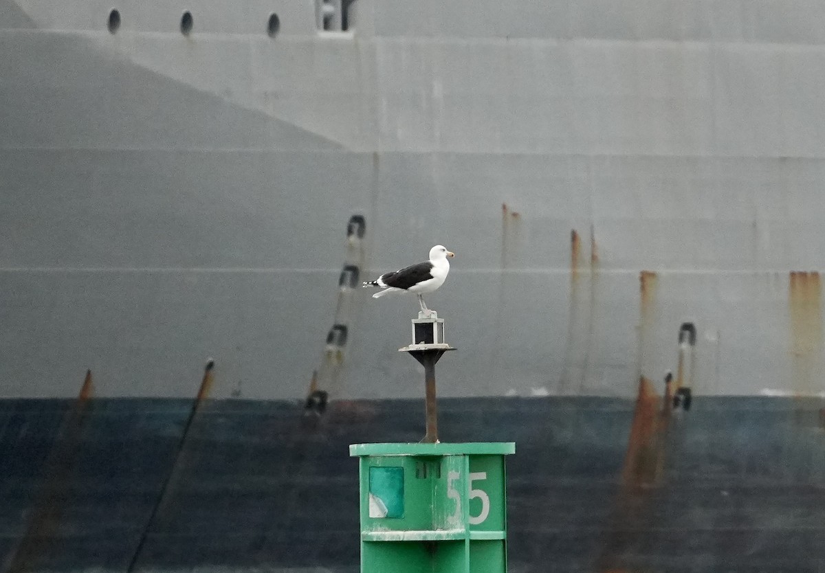 Büyük Kara Sırtlı Martı - ML647539534