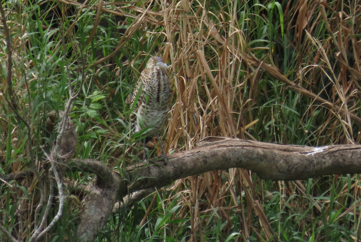 Meksika Kaplan Balıkçılı - ML647539535