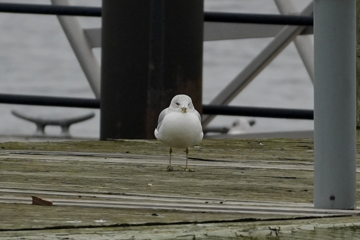 Halkalı Martı - ML647539536