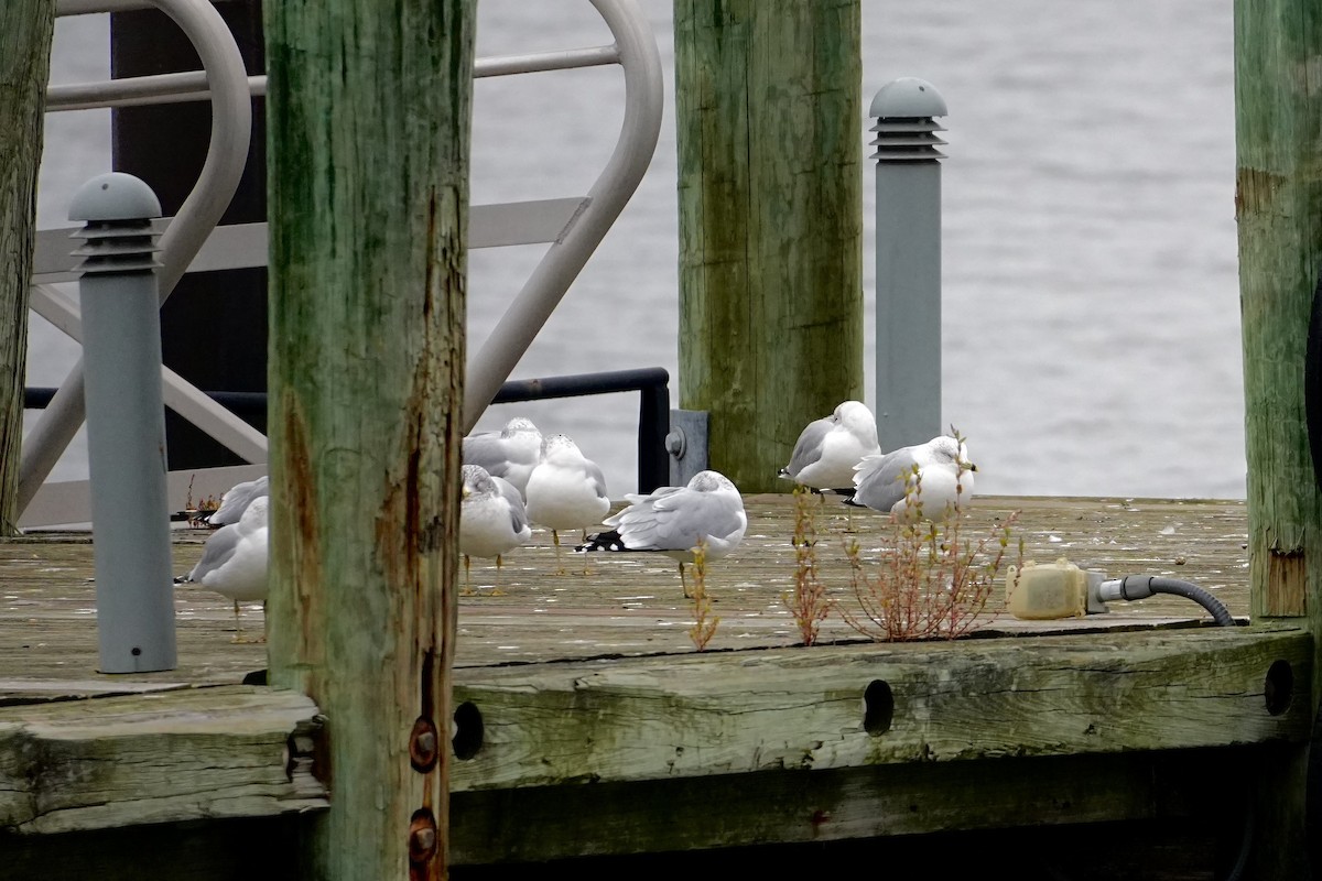 Halkalı Martı - ML647539537