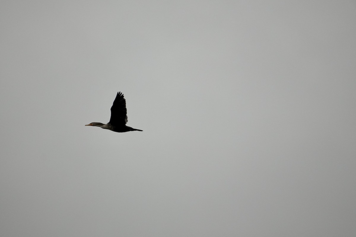 Kulaklı Karabatak - ML647539538