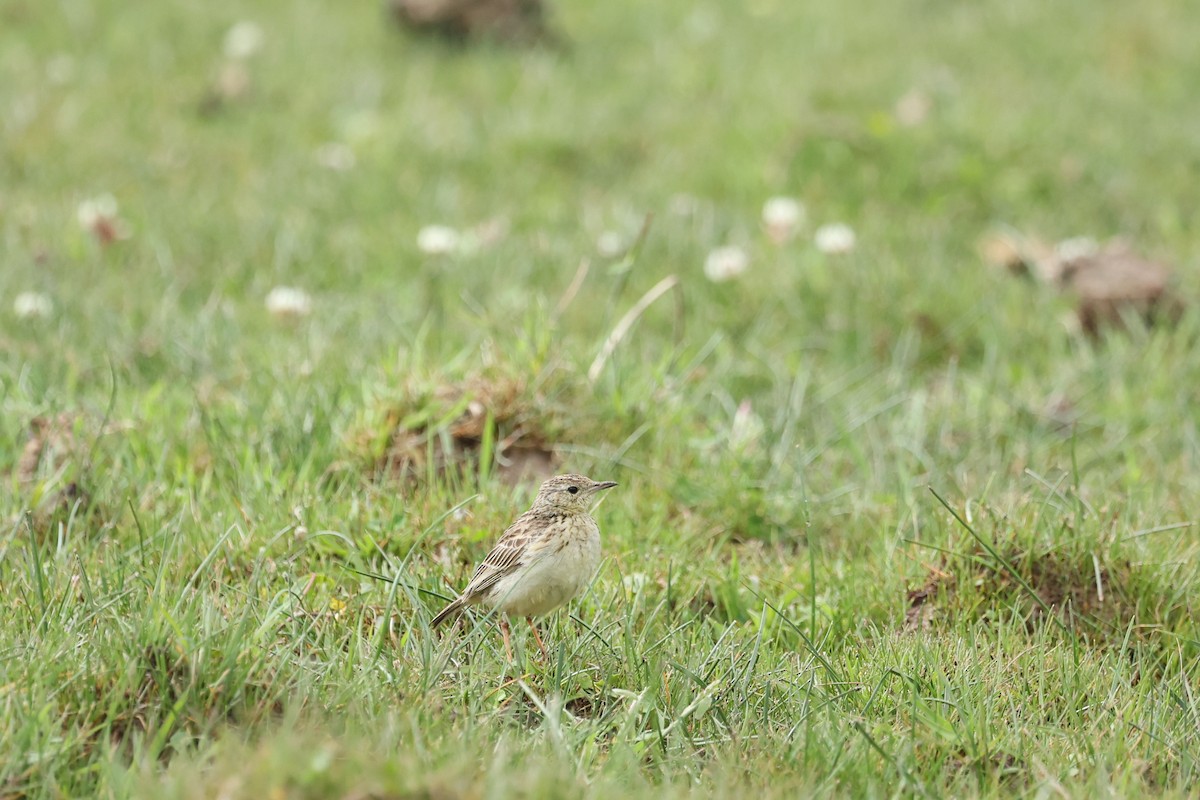 Sarıca İncirkuşu - ML647539541