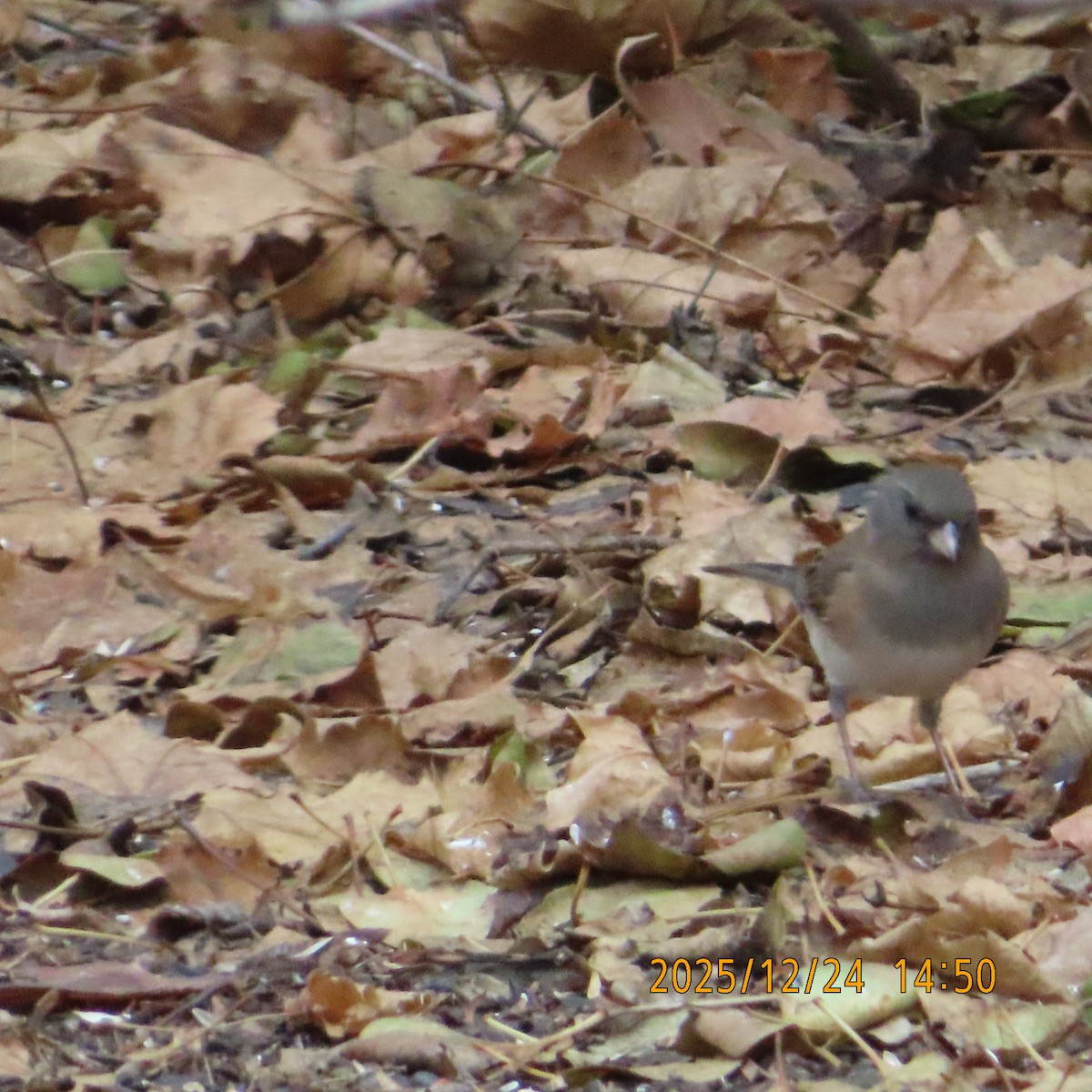 Kara Gözlü Junko (mearnsi) - ML647539542