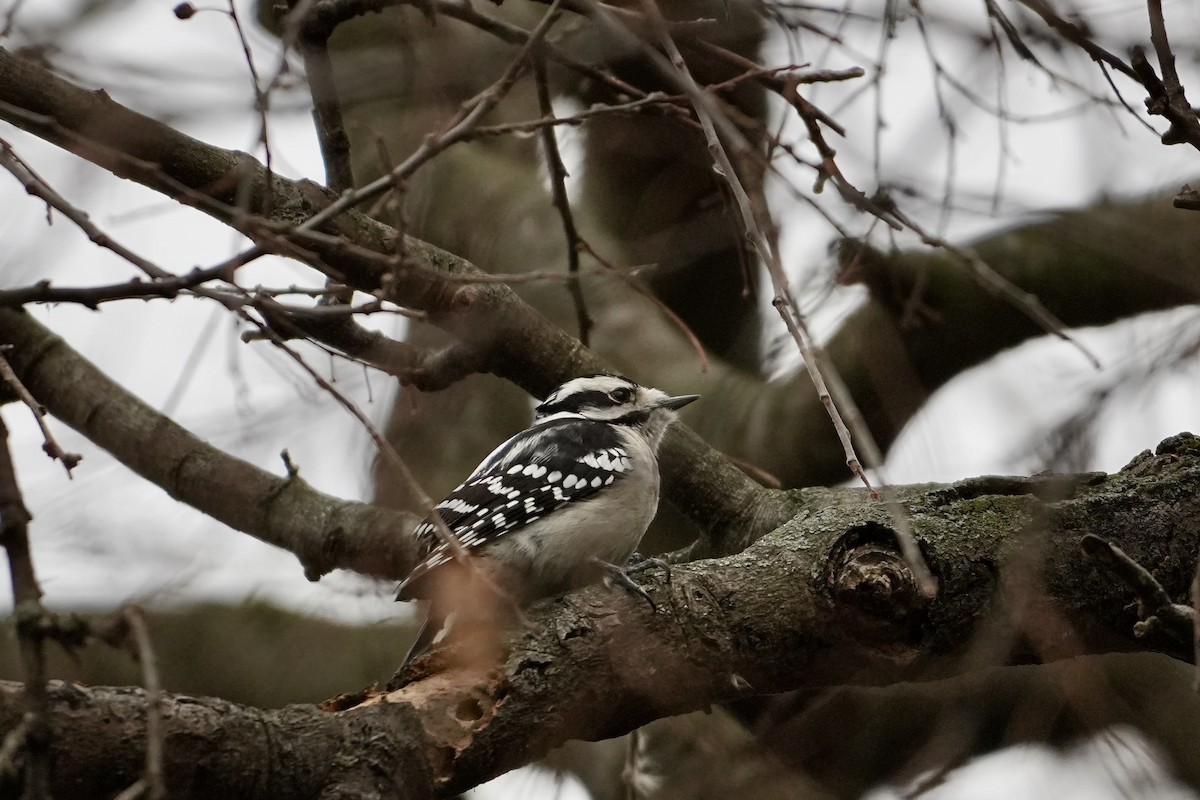 Yumuşak Tüylü Ağaçkakan - ML647539543