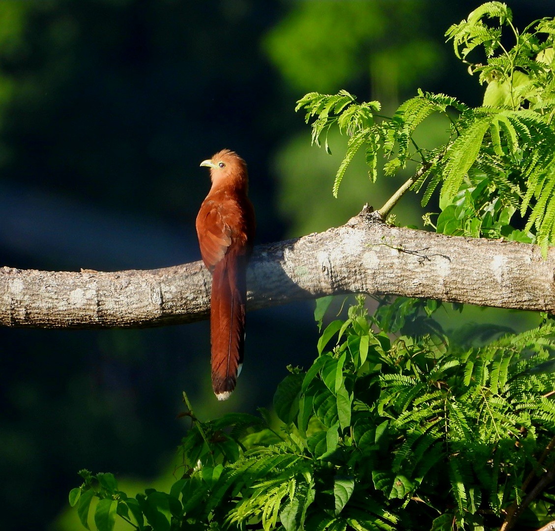 Sincap Guguğu - ML647539545