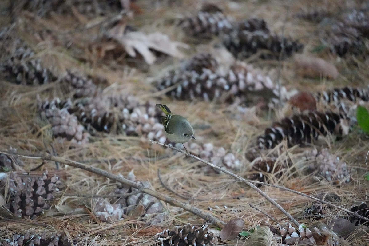 Gözlüklü Çalıkuşu - ML647539547