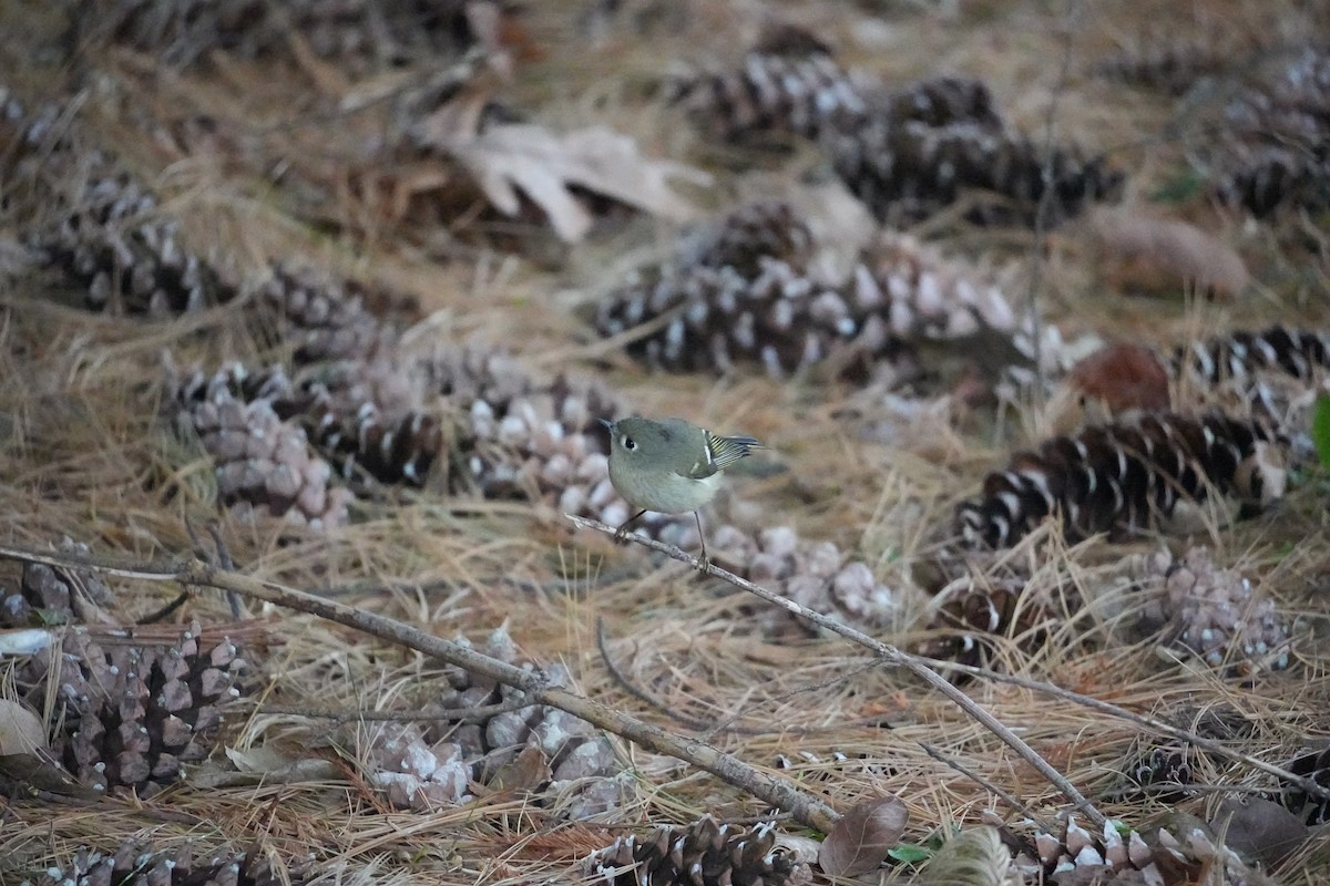 Gözlüklü Çalıkuşu - ML647539548