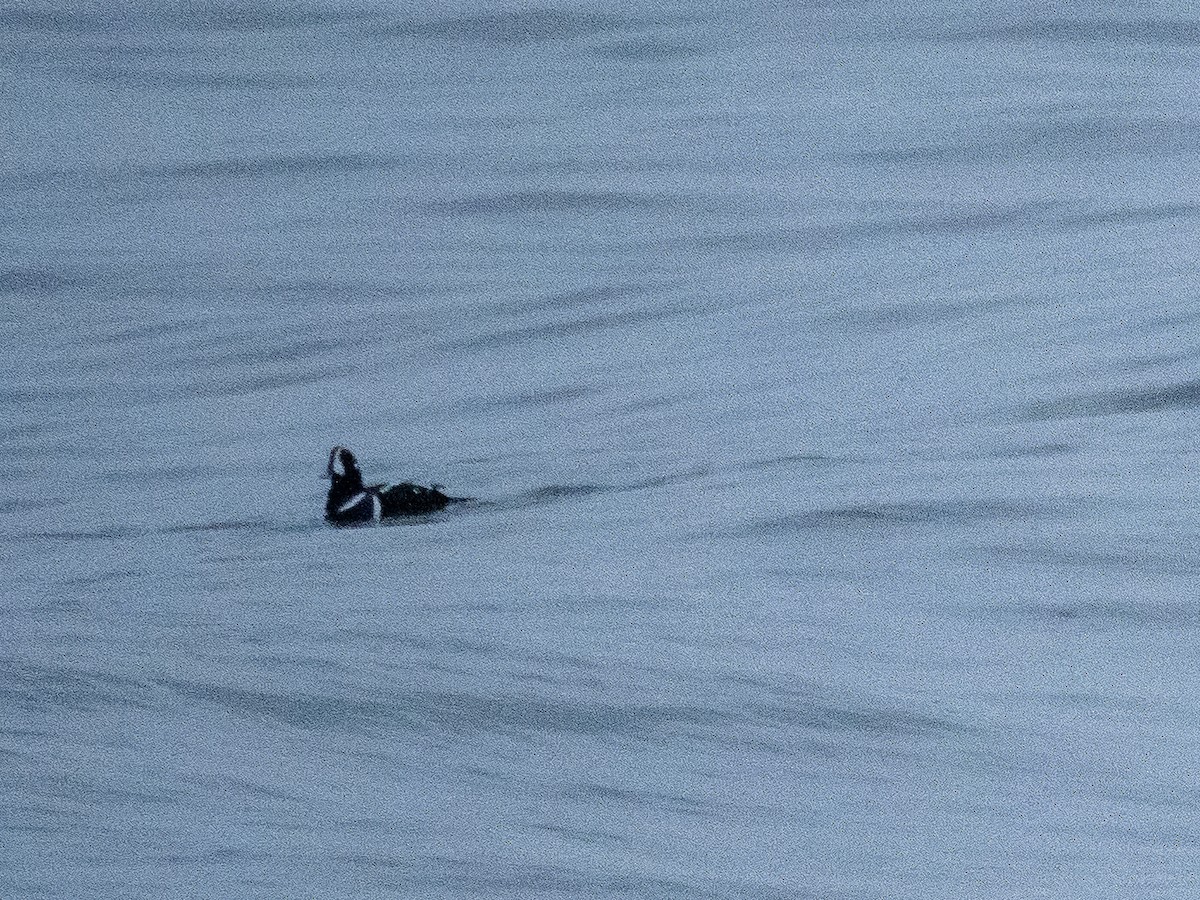 Palyaço Ördeği - ML647539549