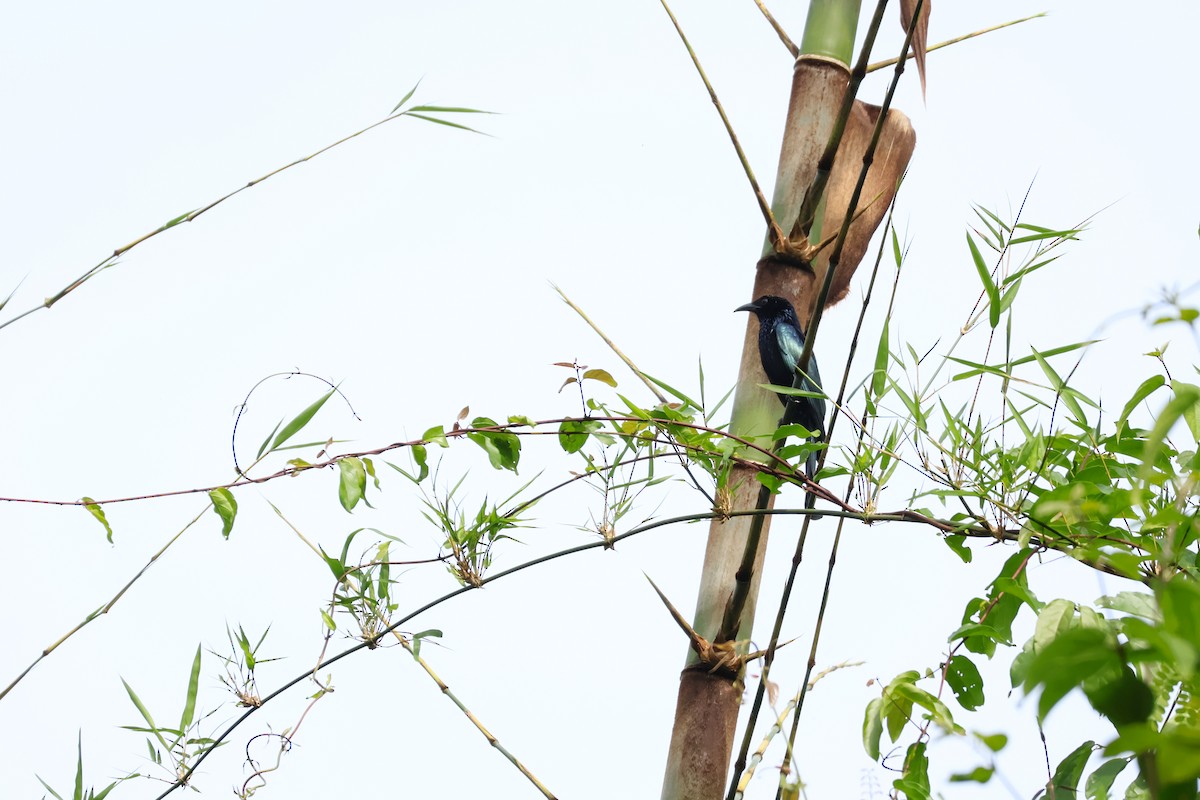 Hair-crested Drongo - ML647539550