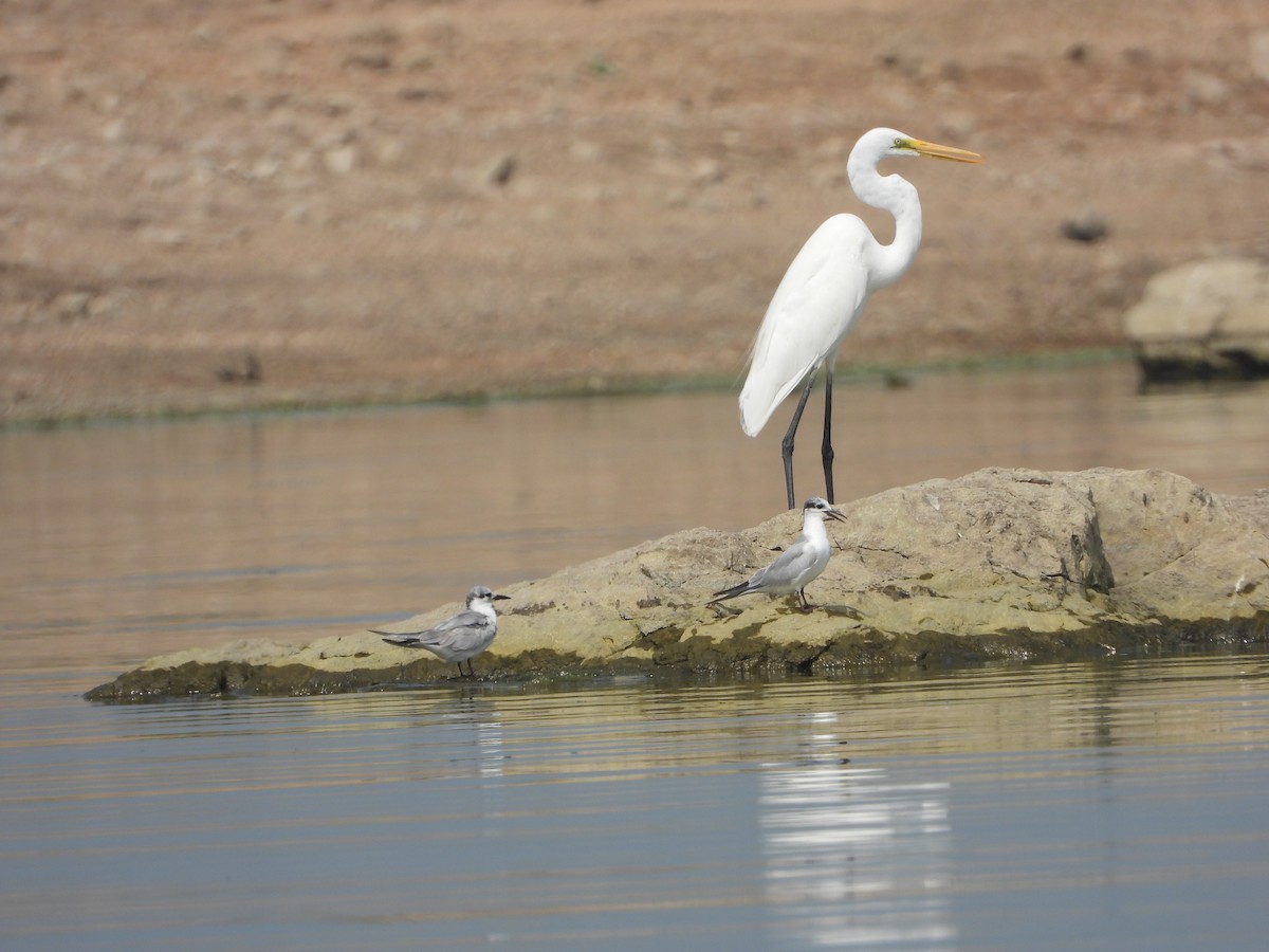 Great Egret - ML647539552