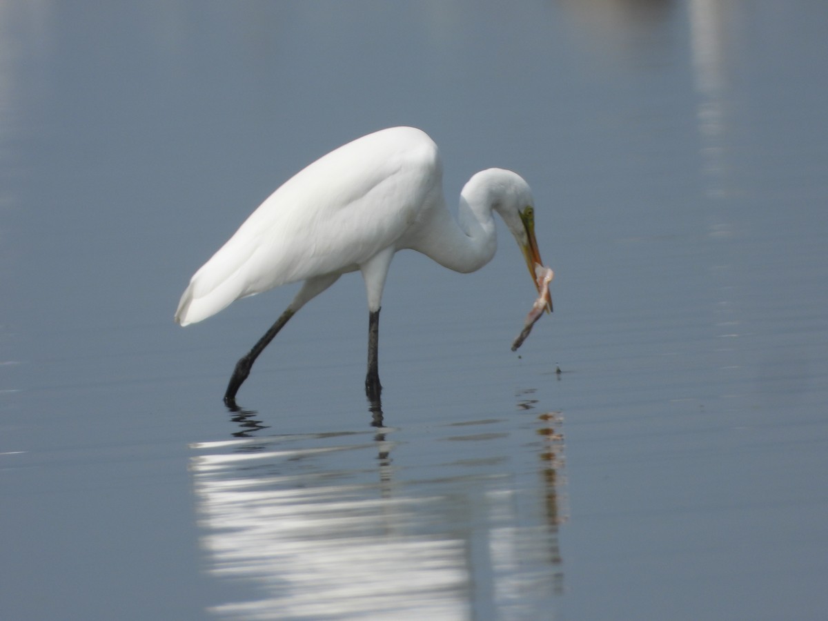Great Egret - ML647539561
