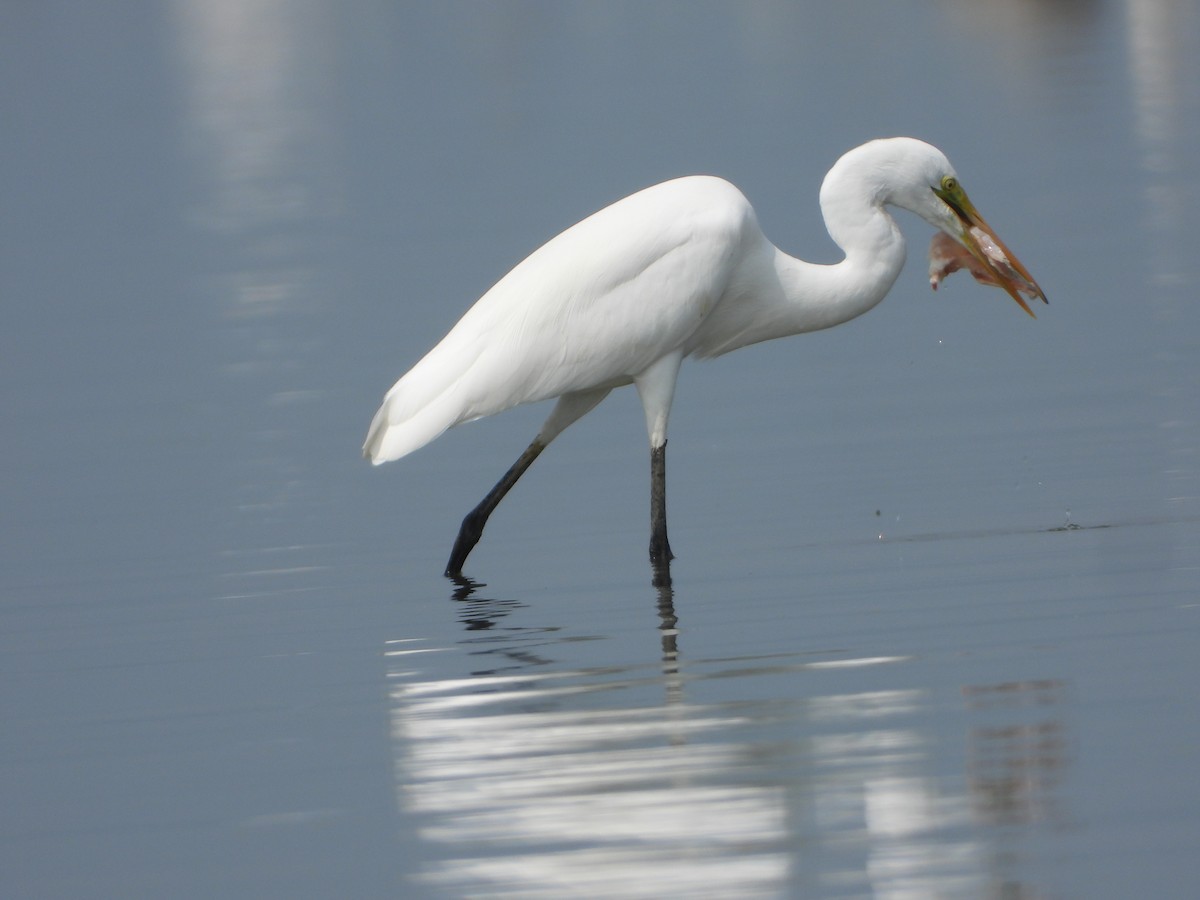 Great Egret - ML647539562