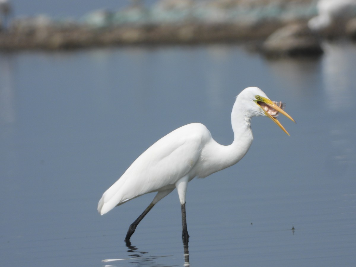Great Egret - ML647539563