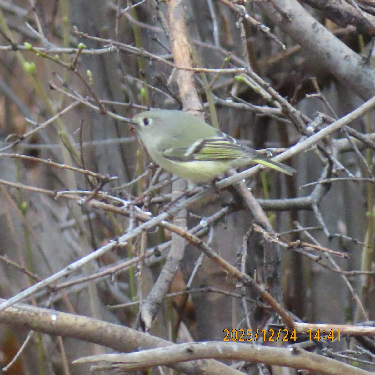 králíček americký - ML647539574