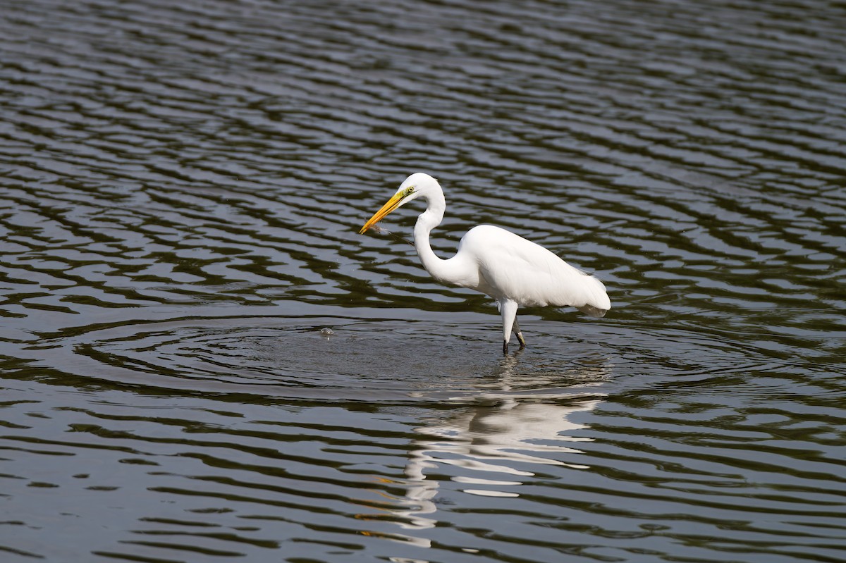 Great Egret - ML647539621
