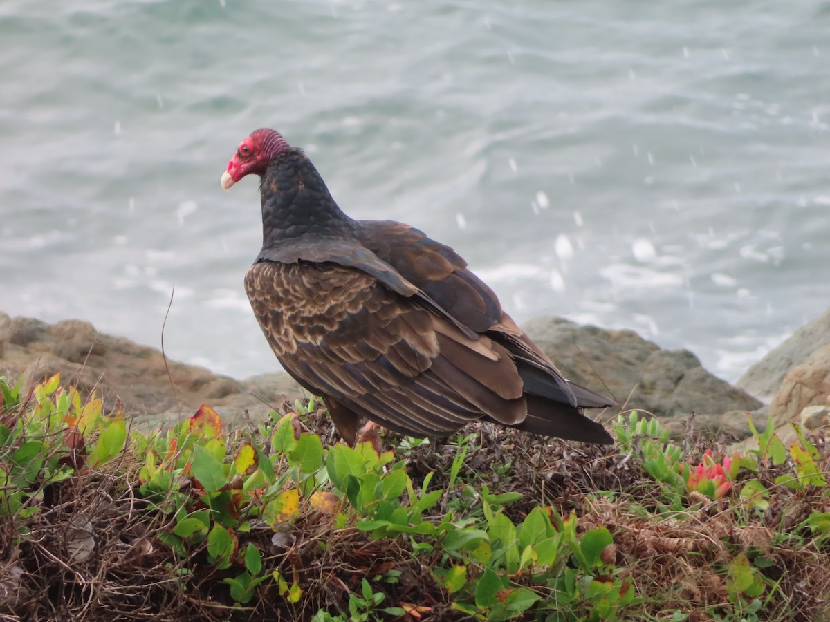 Turkey Vulture - ML647539624