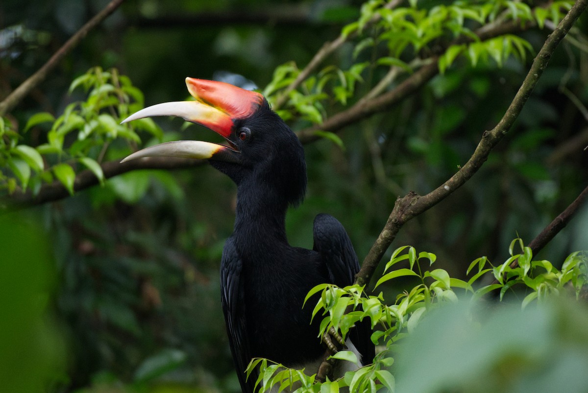 Малайский гомрай - ML647539631