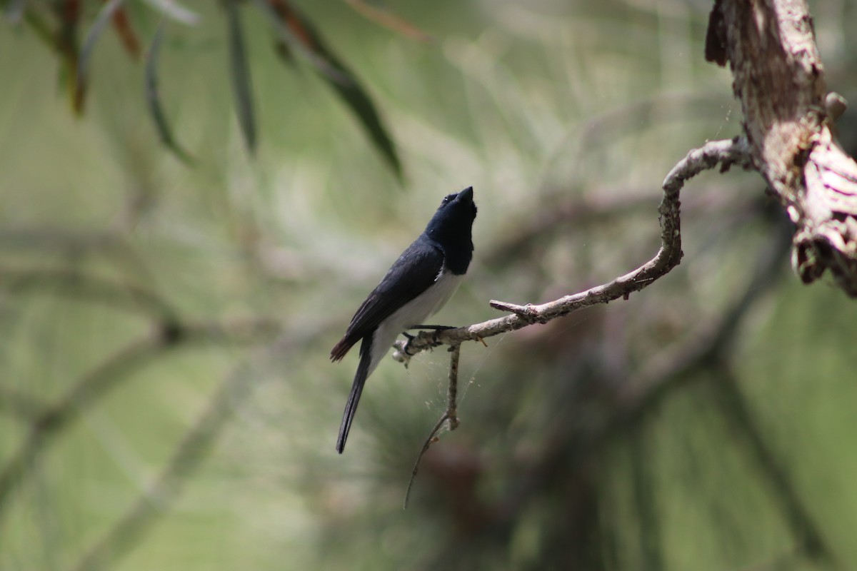 Серебристая миагра - ML647539633