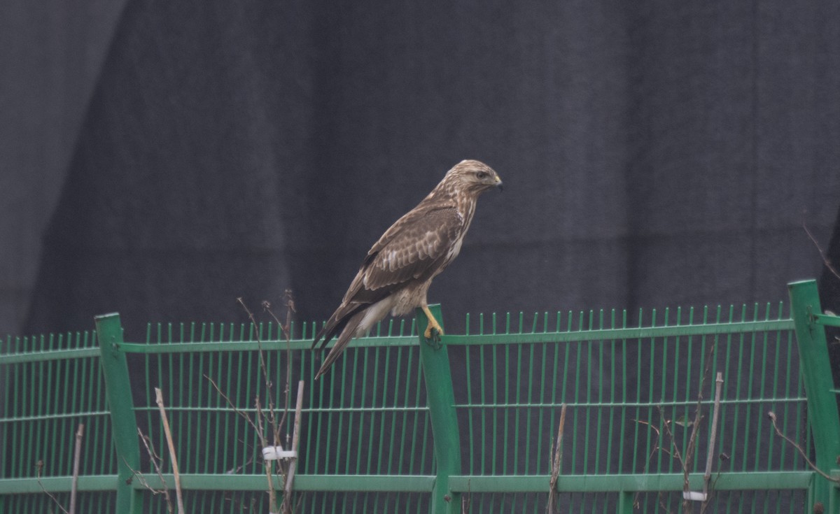 Восточный канюк - ML647539634