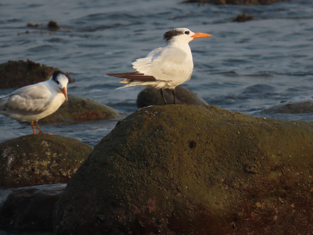 Королевская крачка - ML647539636