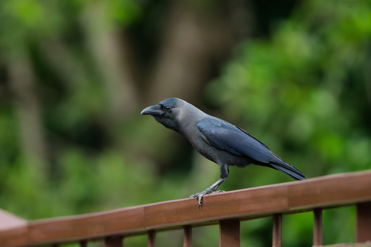 Домовая ворона - ML647539637