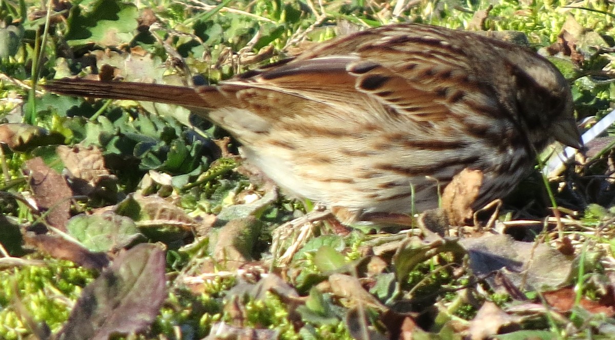 Певчая овсянка - ML647539638