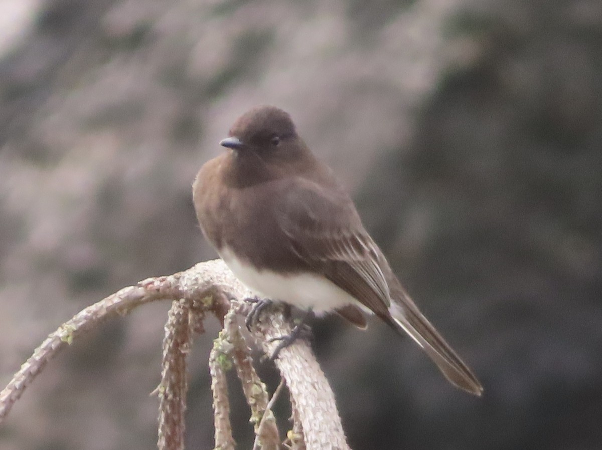 Чёрный фиби - ML647539639