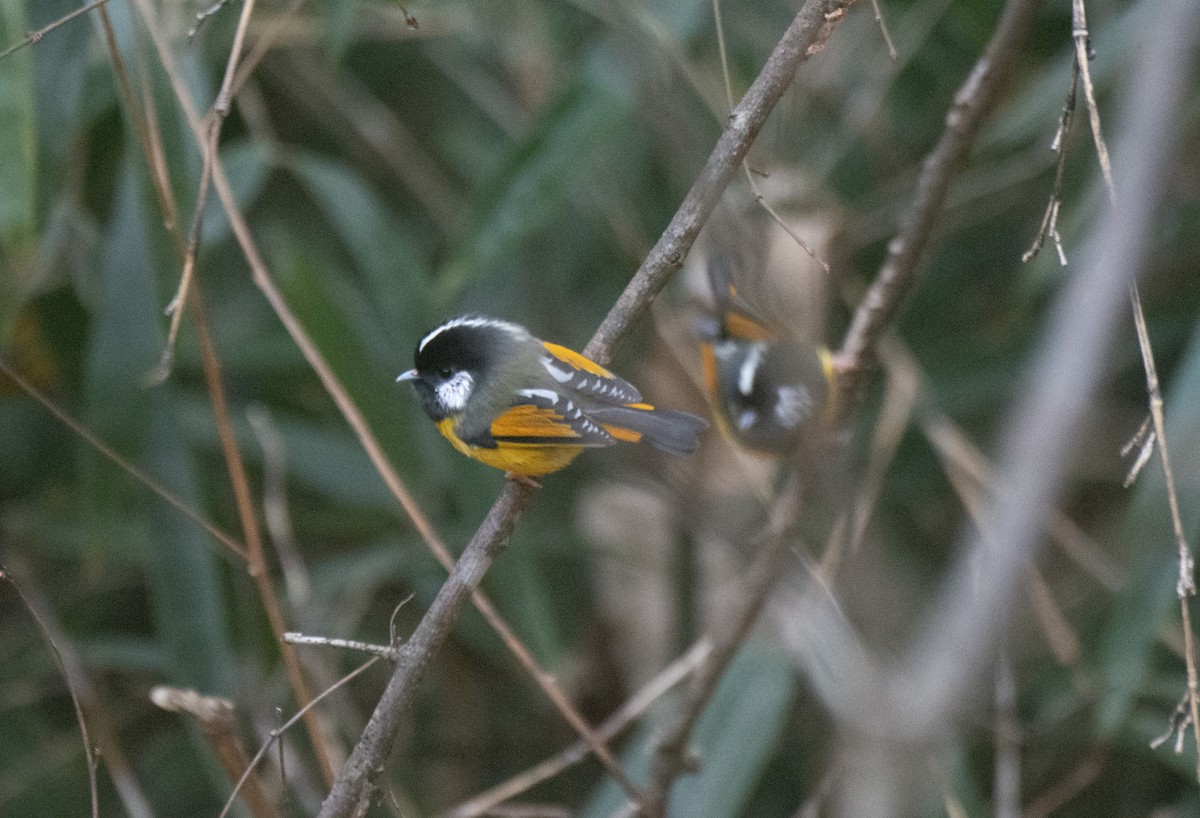 Золотистая фульветта - ML647539640