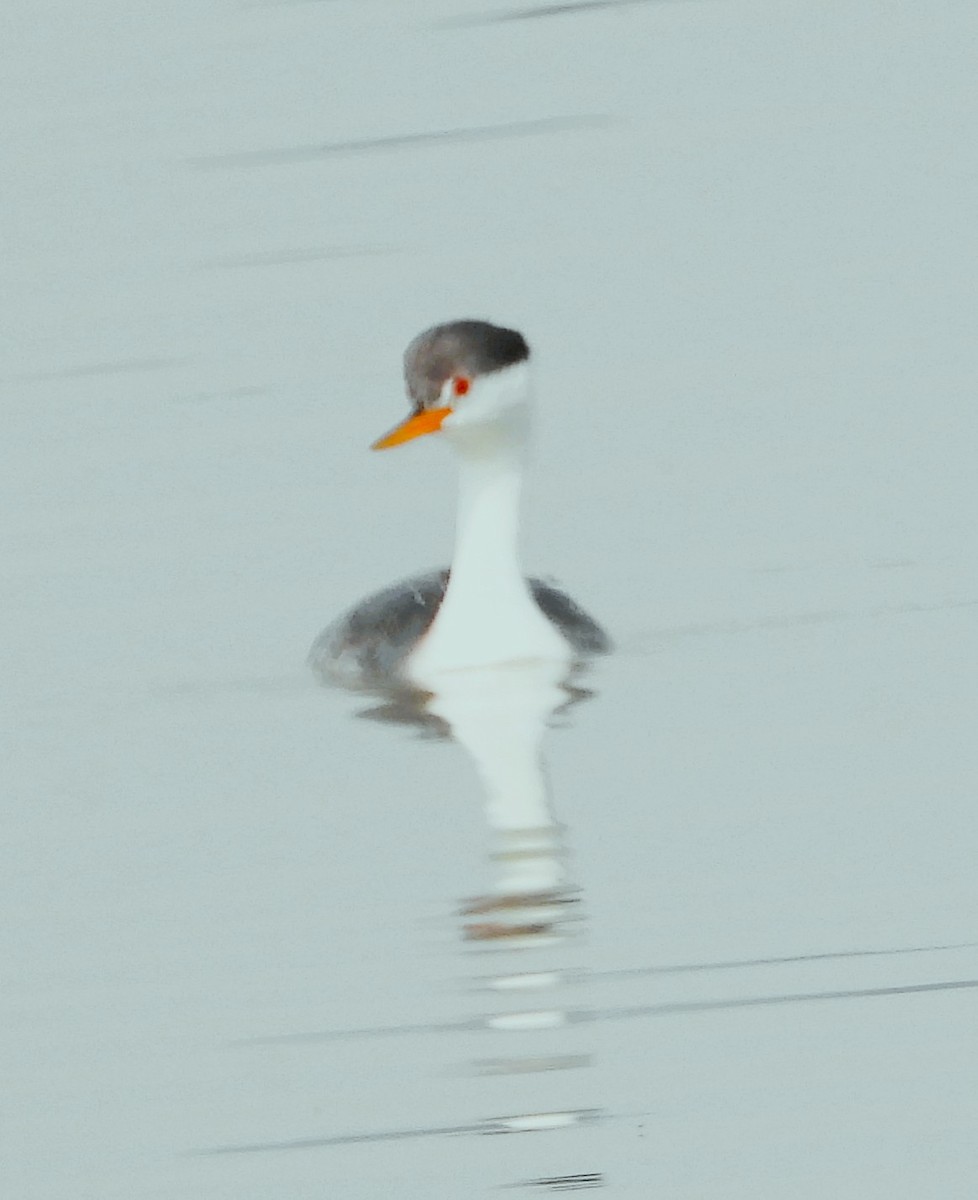 Желтоклювая поганка - ML647539641