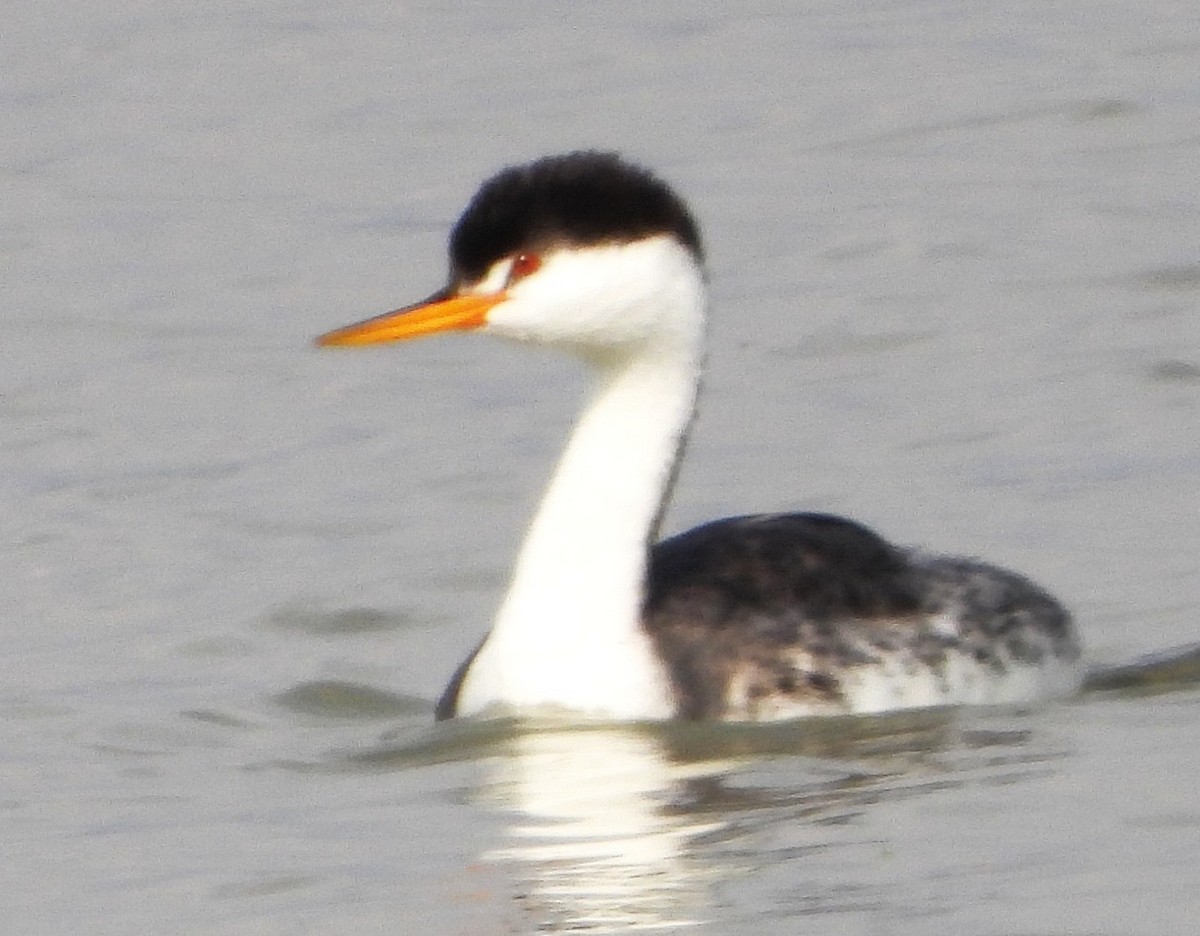 Желтоклювая поганка - ML647539642