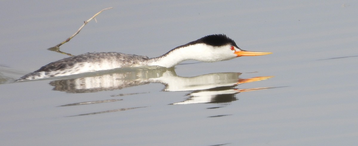 Желтоклювая поганка - ML647539643