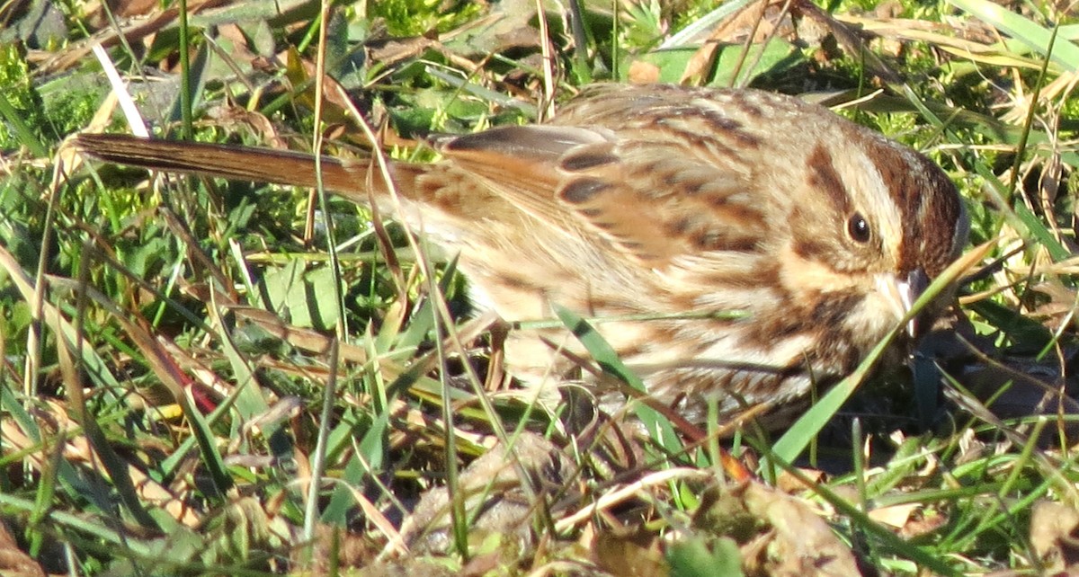 Певчая овсянка - ML647539644