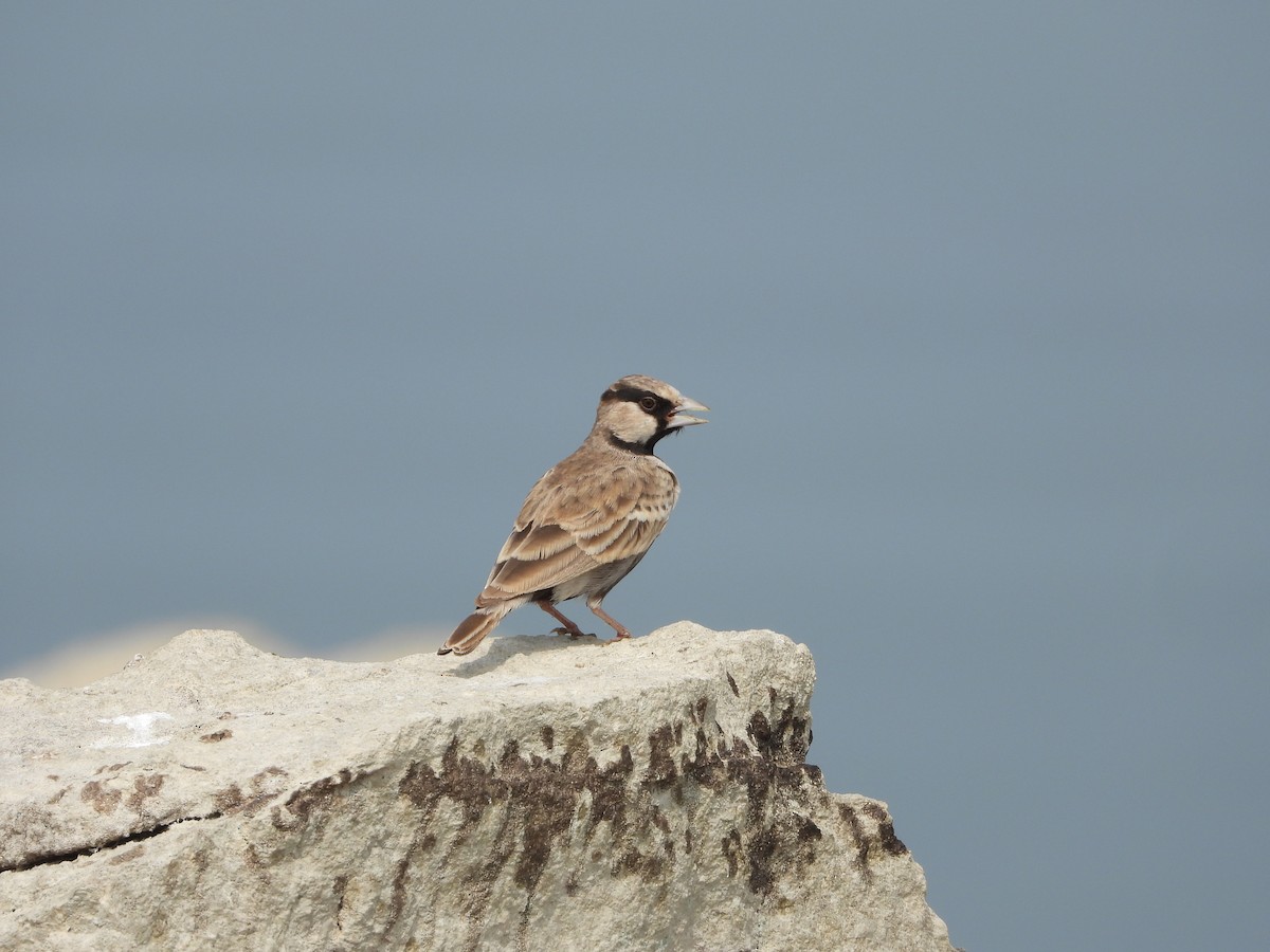 Серошапочный жаворонок - ML647539645