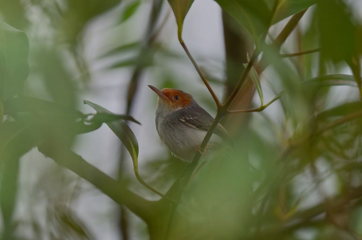 Пепельная портниха - ML647539646