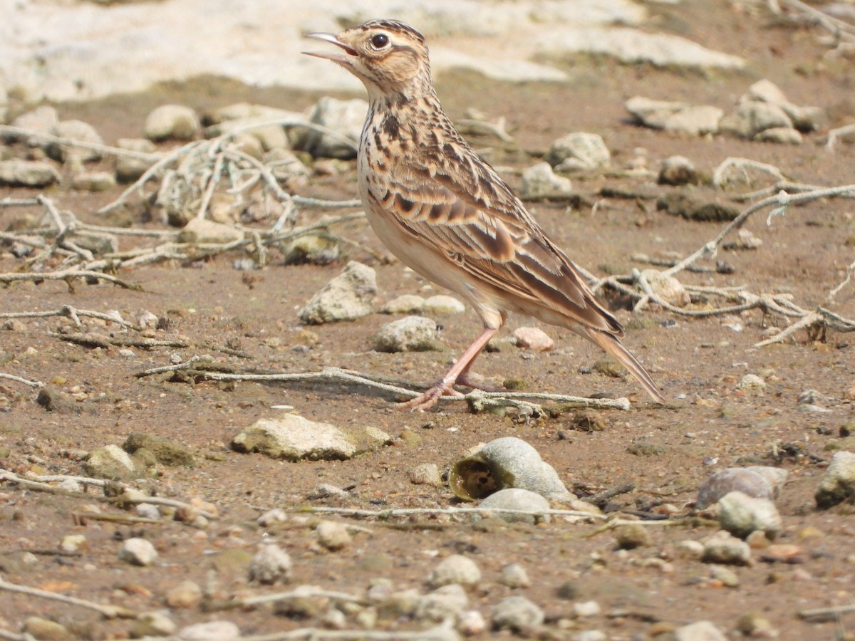 Серошапочный жаворонок - ML647539647