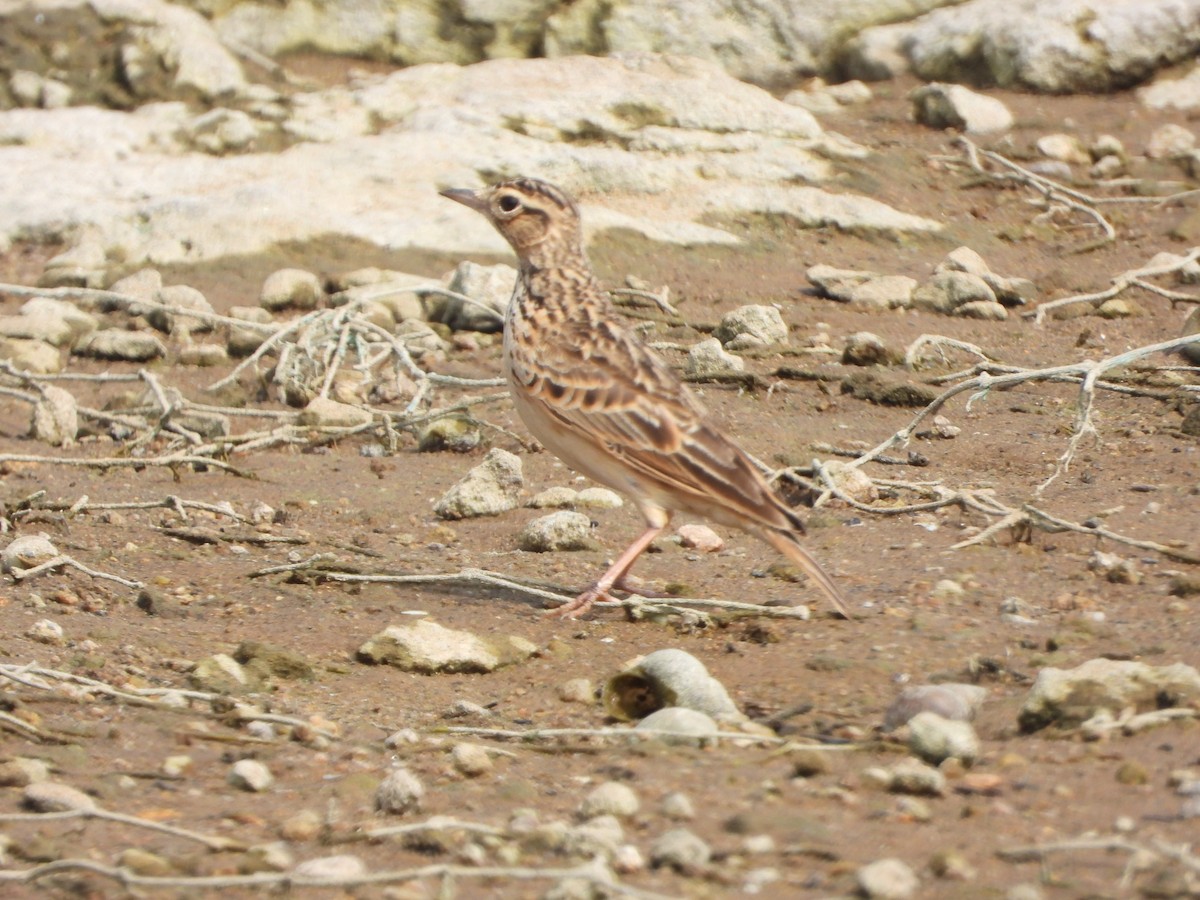 Серошапочный жаворонок - ML647539648