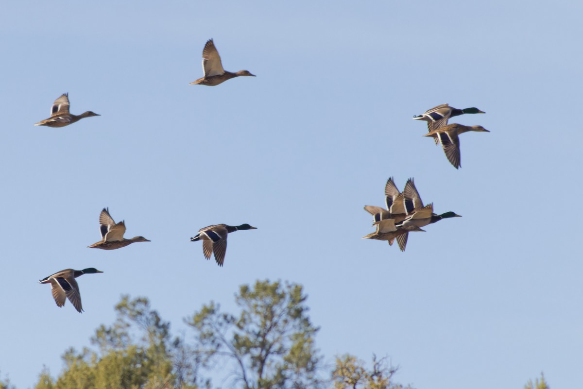 Кряква - ML647539649