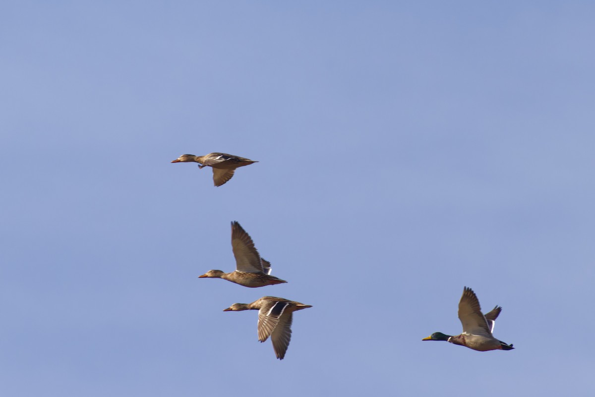 Кряква - ML647539650