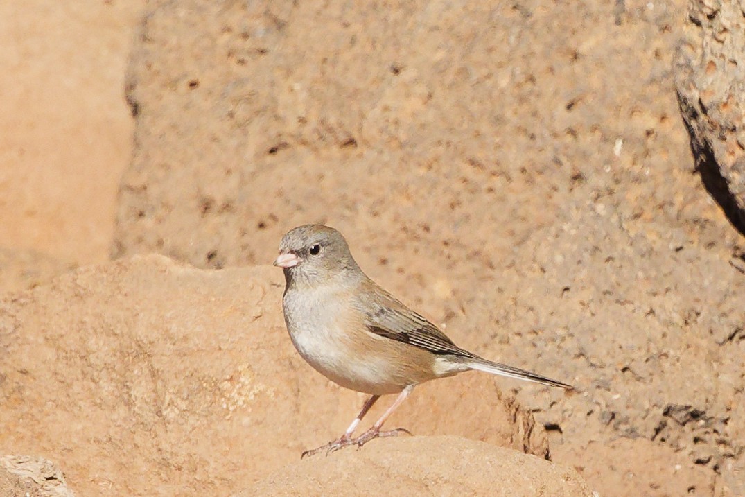 Серый юнко - ML647539652