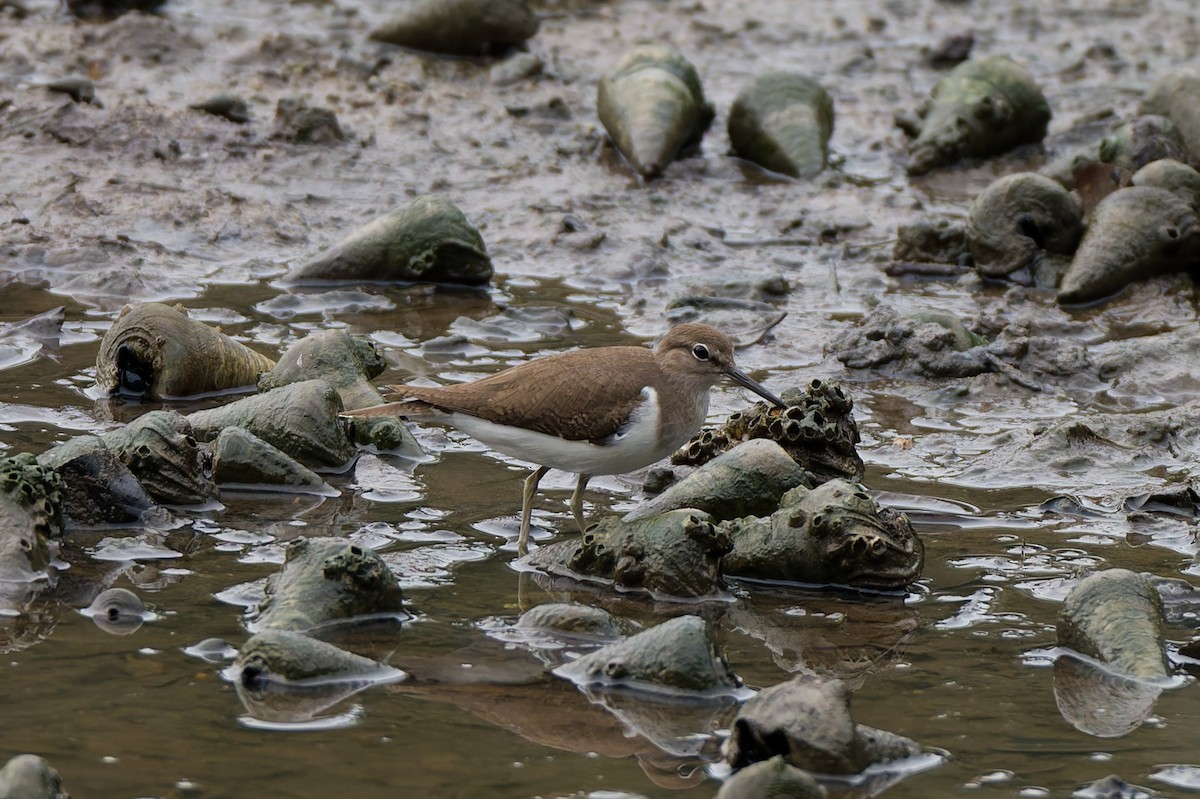 Перевозчик - ML647539656