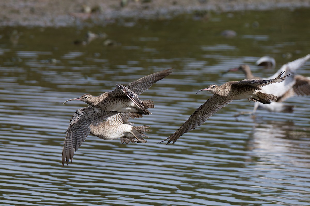 Eurasian Whimbrel - ML647539659