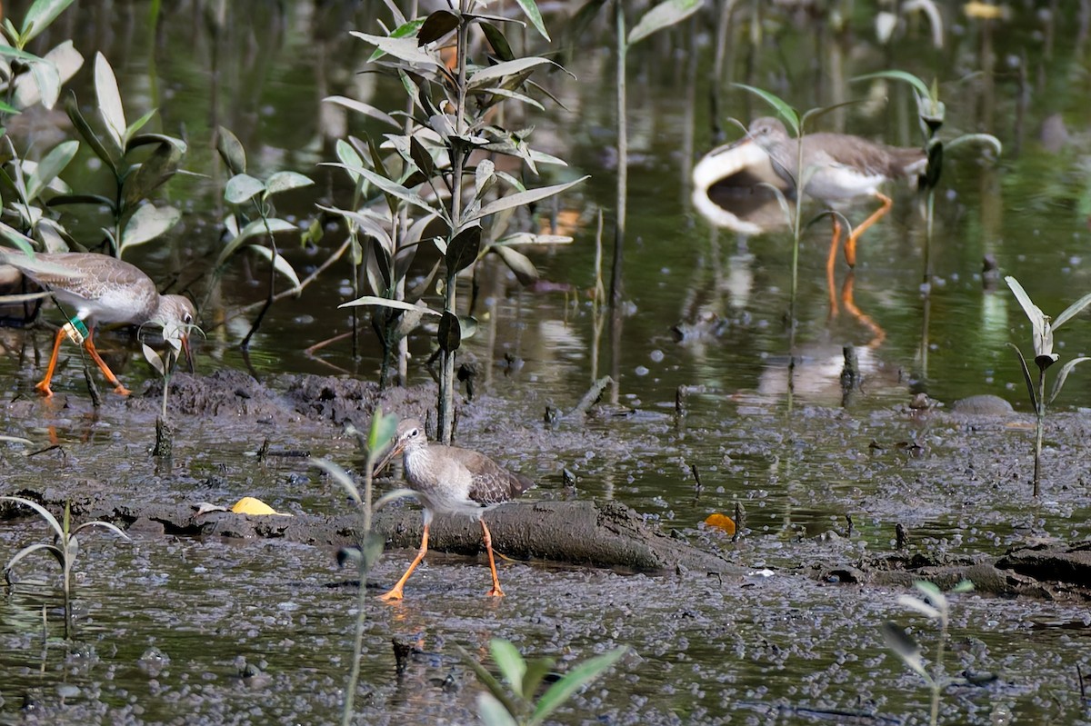 Травник - ML647539664