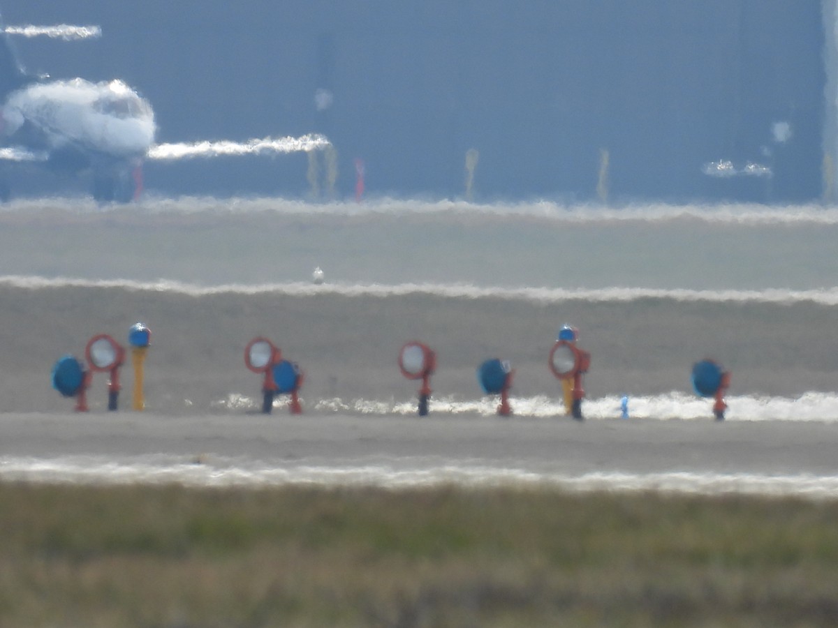 Белая сова - ML647539666