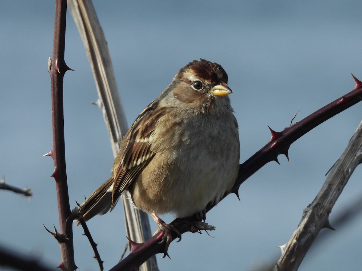 Белобровая овсянка - ML647539667