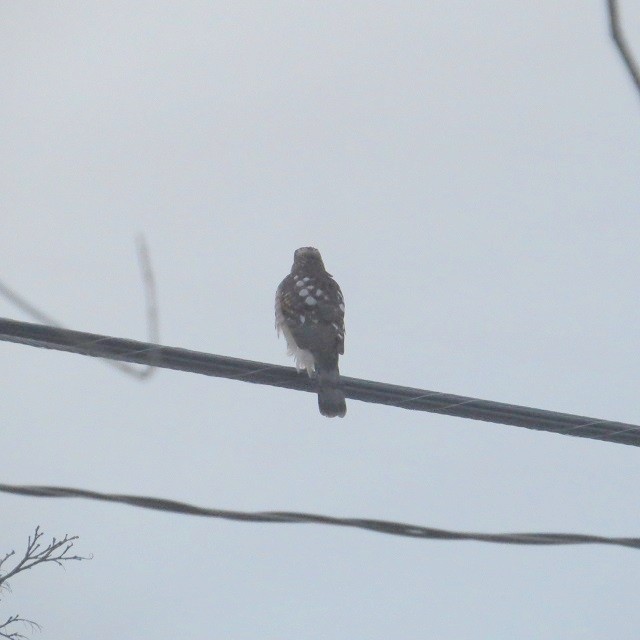 Épervier de Cooper - ML647539668