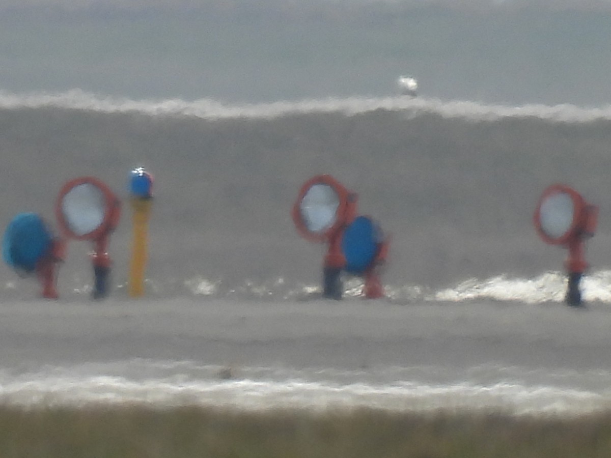 Snowy Owl - ML647539669