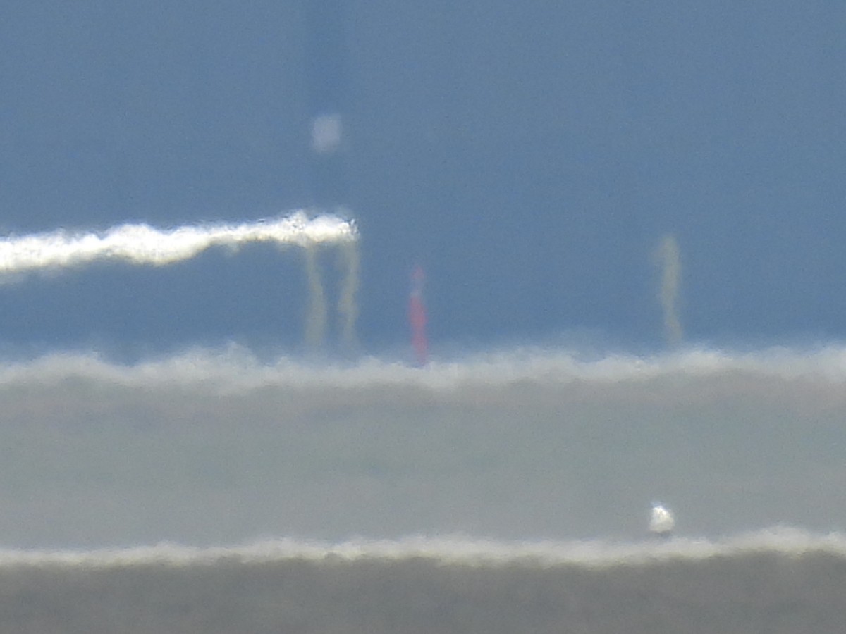 Snowy Owl - ML647539671