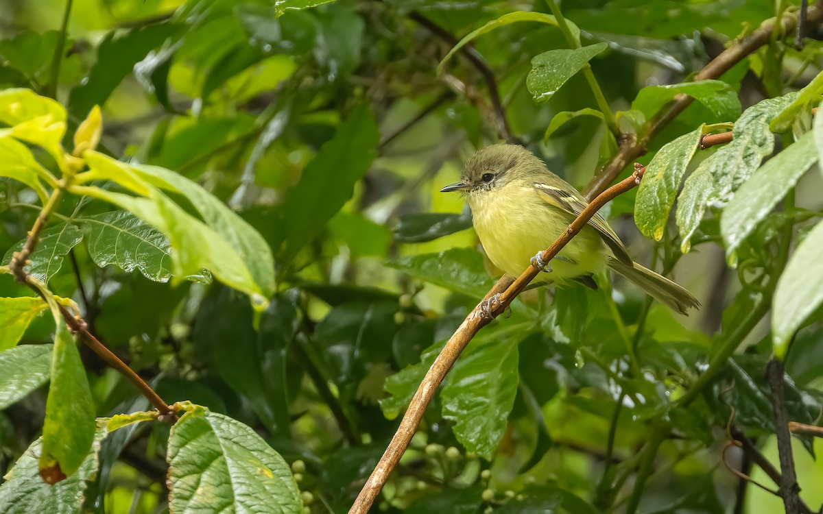 Mottle-cheeked Tyrannulet - ML647539675