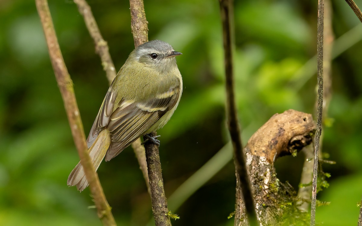 Buff-banded Tyrannulet - ML647539691
